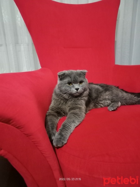 Scottish Fold, Kedi  paşa fotoğrafı