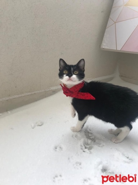 Tekir Kedi, Kedi  Pakizesu fotoğrafı