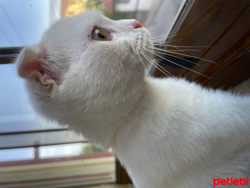 Ankara Kedisi, Kedi  Obi fotoğrafı