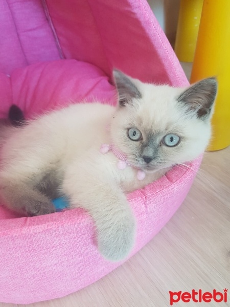 British Shorthair, Kedi  Miya fotoğrafı