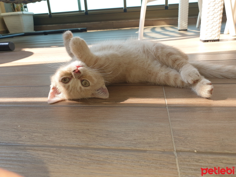 British Shorthair, Kedi  Yumak fotoğrafı