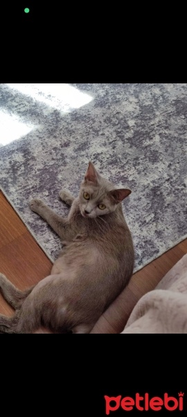 British Shorthair, Kedi  Duman fotoğrafı