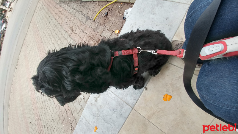 İngiliz Cocker Spaniel, Köpek  Zeytin fotoğrafı