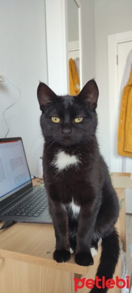 Tekir Kedi, Kedi  Kömür fotoğrafı