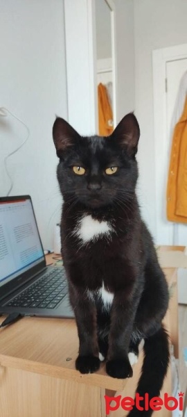 Tekir Kedi, Kedi  Kömür fotoğrafı