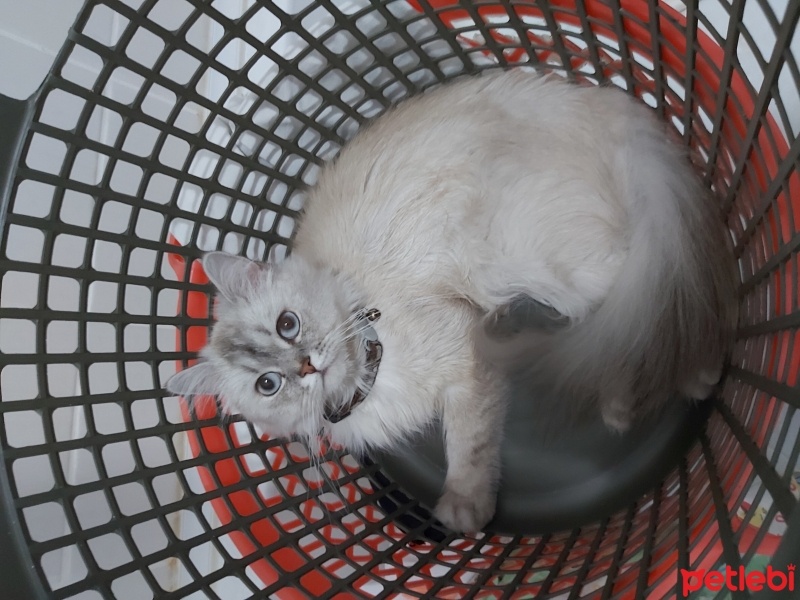 British Longhair, Kedi  Luna fotoğrafı