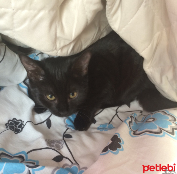 Tekir Kedi, Kedi  Gece fotoğrafı