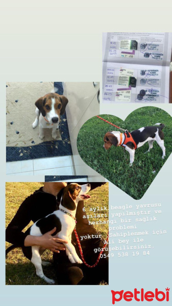 Beagle, Köpek  Charles fotoğrafı
