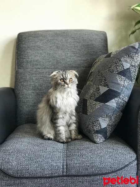 Scottish Fold, Kedi  Patates fotoğrafı