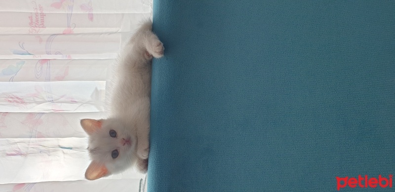 Scottish Fold, Kedi  Mia fotoğrafı