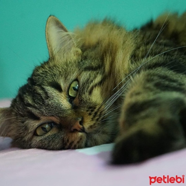 Maine Coon, Kedi  Şanslı fotoğrafı