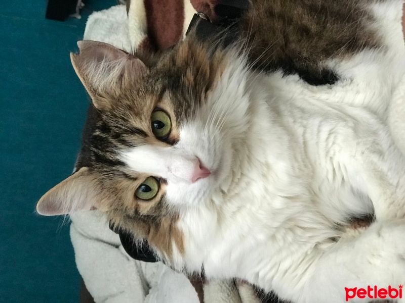 Van Kedisi, Kedi  Minnak fotoğrafı