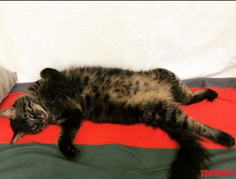 Maine Coon, Kedi  Kömür fotoğrafı