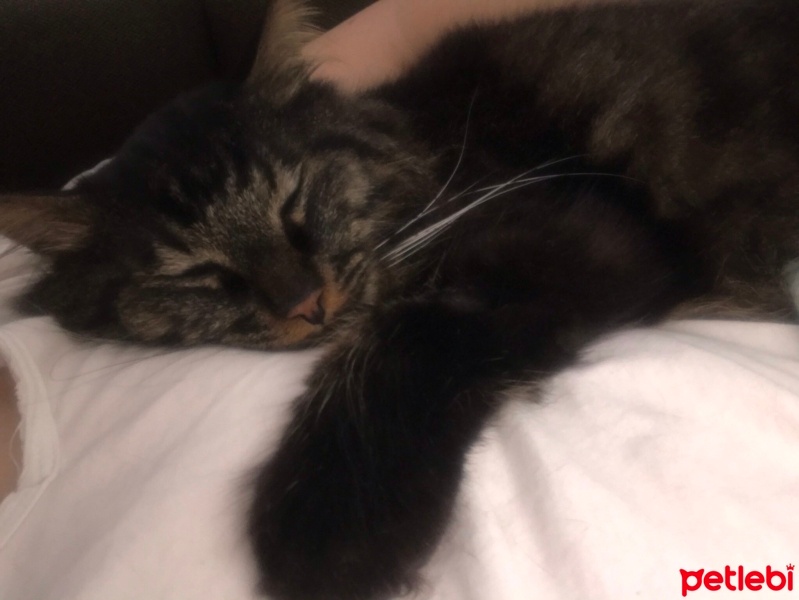 Maine Coon, Kedi  Kömür fotoğrafı