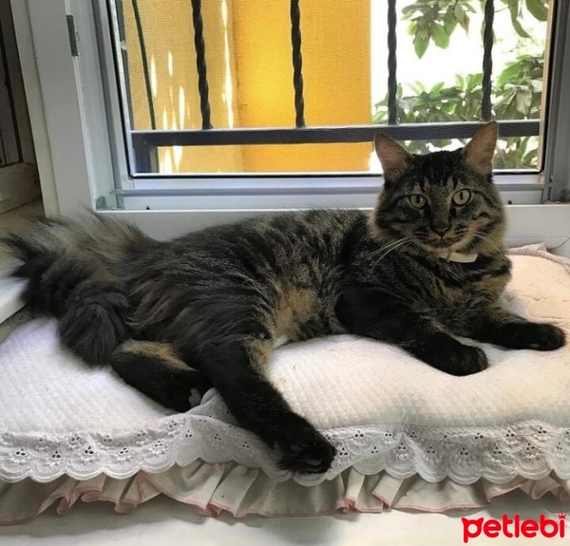 Maine Coon, Kedi  Kömür fotoğrafı
