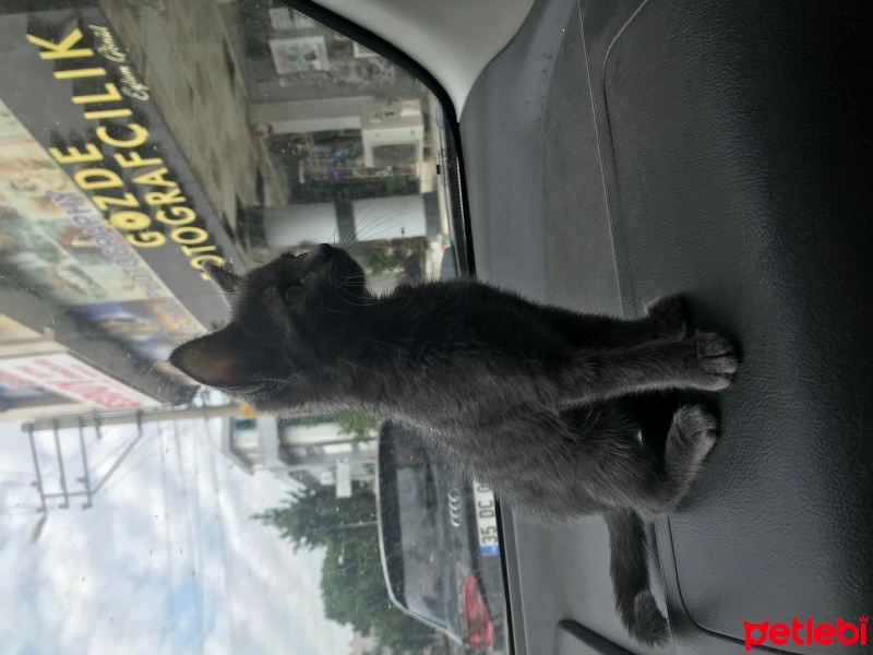 Mavi Rus, Kedi  Bekir fotoğrafı