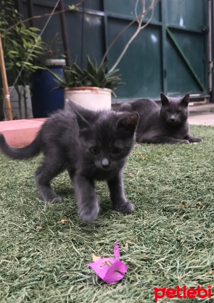 Mavi Rus, Kedi  Bekir fotoğrafı