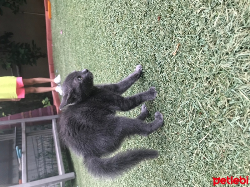 Mavi Rus, Kedi  Bekir fotoğrafı