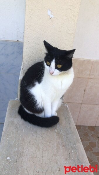 Tuxedo (Smokin) Kedi, Kedi  Pışı fotoğrafı