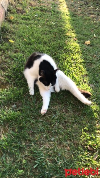 Tuxedo (Smokin) Kedi, Kedi  Pışı fotoğrafı