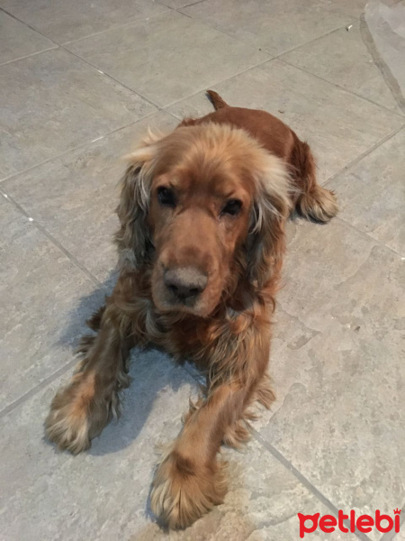 İngiliz Cocker Spaniel, Köpek  Paşa fotoğrafı