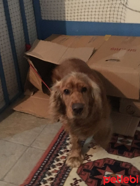 İngiliz Cocker Spaniel, Köpek  Paşa fotoğrafı