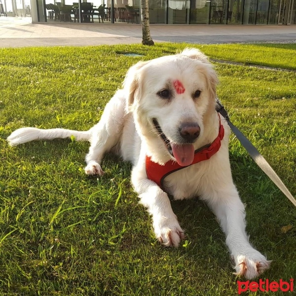 Golden Retriever, Köpek  Sehun fotoğrafı