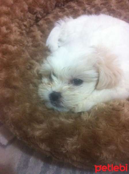Maltese, Köpek  Maya fotoğrafı