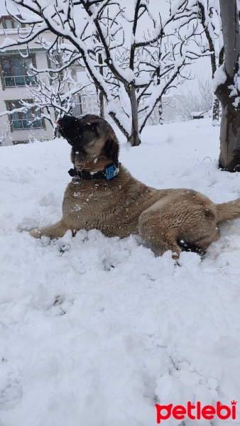 Kangal, Köpek  Paşa fotoğrafı