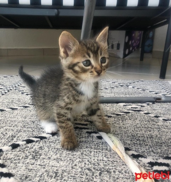 Tekir Kedi, Kedi  4 sevimli kardeş acil ömürlük yuva arıyorlar fotoğrafı