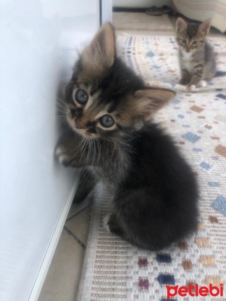 Tekir Kedi, Kedi  4 sevimli kardeş acil ömürlük yuva arıyorlar fotoğrafı