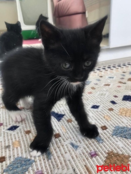 Tekir Kedi, Kedi  4 sevimli kardeş acil ömürlük yuva arıyorlar fotoğrafı