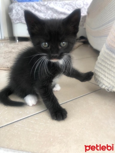 Tekir Kedi, Kedi  4 sevimli kardeş acil ömürlük yuva arıyorlar fotoğrafı
