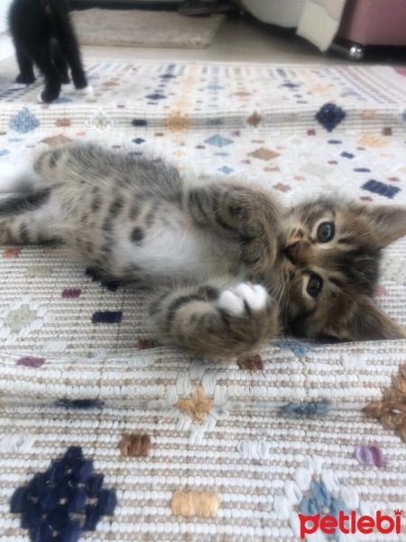 Tekir Kedi, Kedi  4 sevimli kardeş acil ömürlük yuva arıyorlar fotoğrafı
