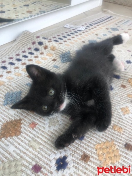 Tekir Kedi, Kedi  4 sevimli kardeş acil ömürlük yuva arıyorlar fotoğrafı