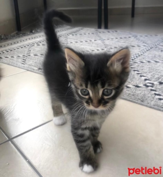 Tekir Kedi, Kedi  4 sevimli kardeş acil ömürlük yuva arıyorlar fotoğrafı