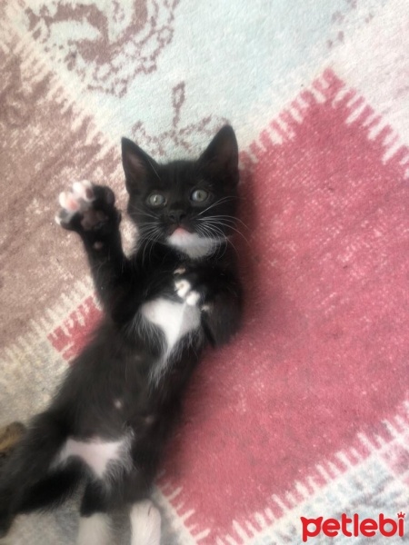 Tekir Kedi, Kedi  4 sevimli kardeş acil ömürlük yuva arıyorlar fotoğrafı
