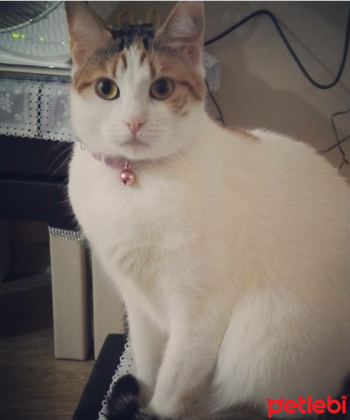 Tekir Kedi, Kedi  ... fotoğrafı