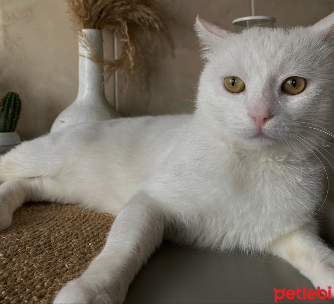 Burmilla (Silver Burmese), Kedi  Ares fotoğrafı