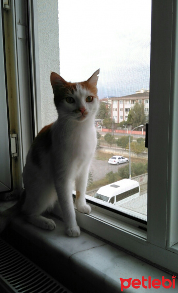 Tekir Kedi, Kedi  prenses fotoğrafı