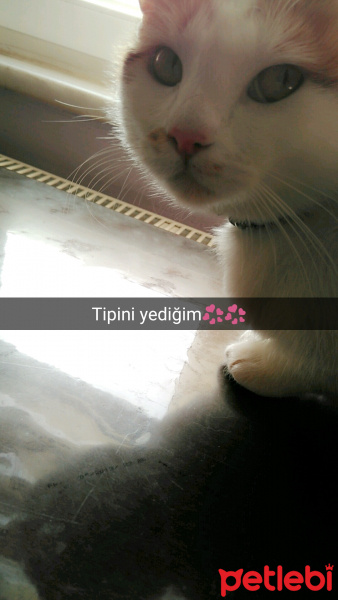 Tekir Kedi, Kedi  prenses fotoğrafı
