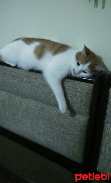 Tekir Kedi, Kedi  prenses fotoğrafı