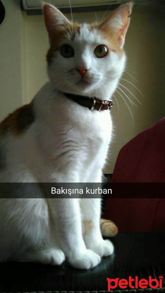 Tekir Kedi, Kedi  prenses fotoğrafı
