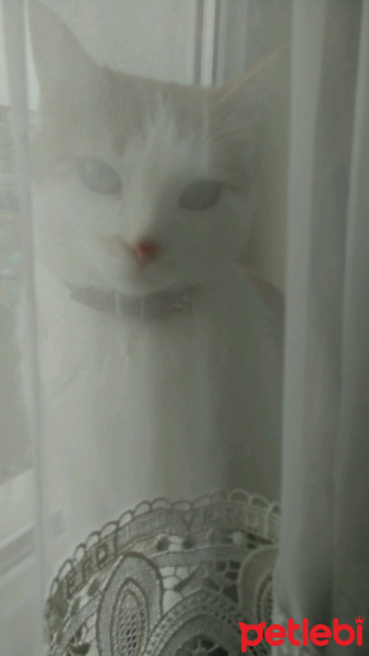 Tekir Kedi, Kedi  prenses fotoğrafı