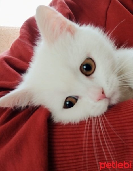 British Shorthair, Kedi  Bulut fotoğrafı