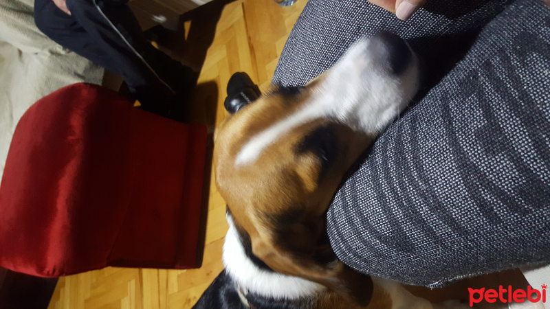 Beagle, Köpek  Rocky  fotoğrafı