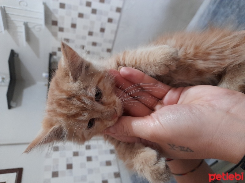 Sarman, Kedi  Isim suan yok fotoğrafı