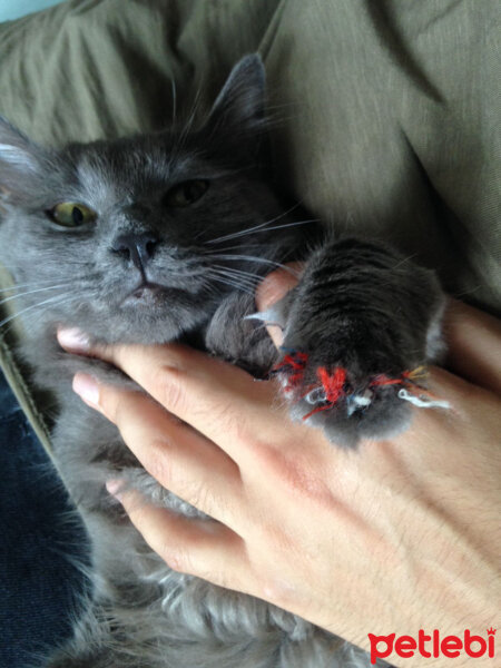 Chinchilla, Kedi  Maya fotoğrafı