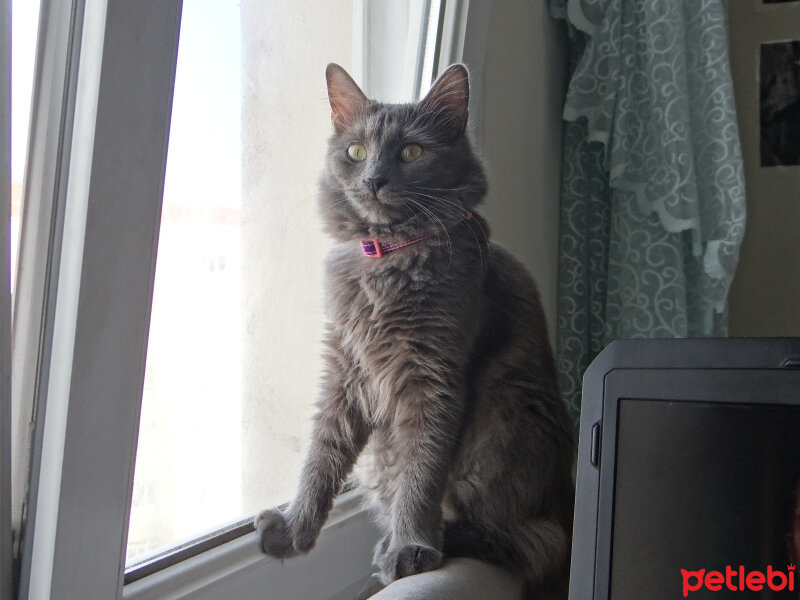 Chinchilla, Kedi  Maya fotoğrafı