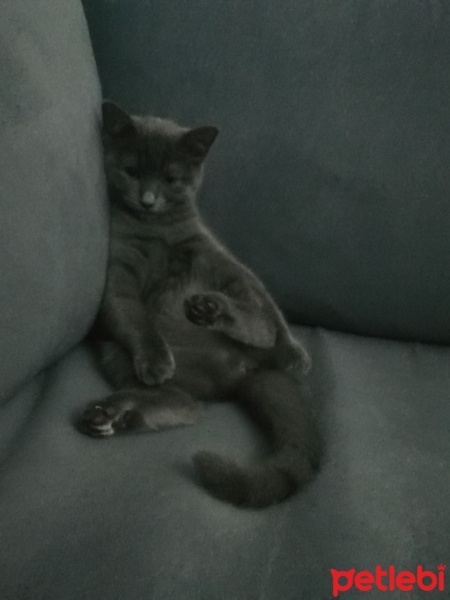 British Shorthair, Kedi  Mia fotoğrafı